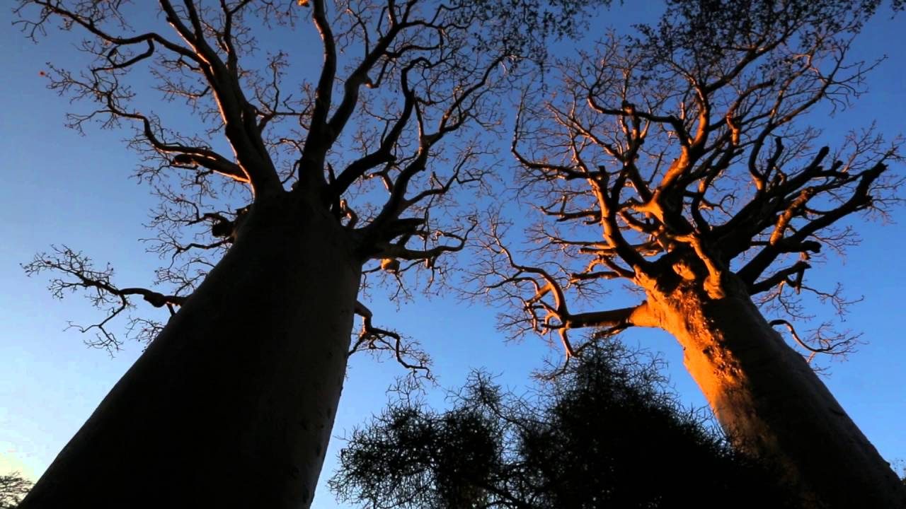 Cinema, il festival delle foreste trasloca da Mantova a Bergamo