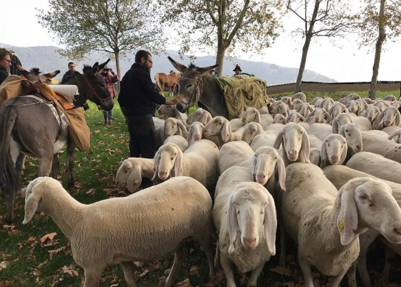 L’Unesco custodisce la transumanza Pecora gigante bergamasca tutelata