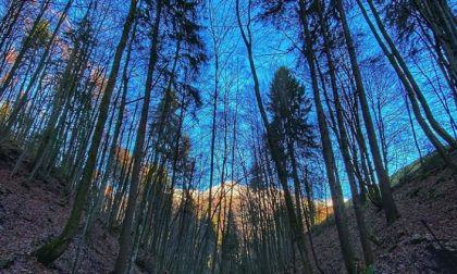 Squarci e scorci nel bosco a Oltre il Colle - Amanda