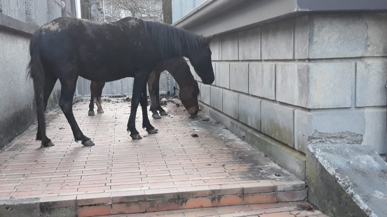 Trambusto a Gandino: dei cavalli scappano e finiscono a scuola
