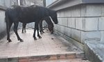 Trambusto a Gandino: dei cavalli scappano e finiscono a scuola