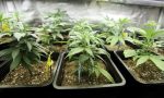 Marijuana coltivata in un'azienda agricola: più di 170 chili di droga sequestrata e 2 arresti
