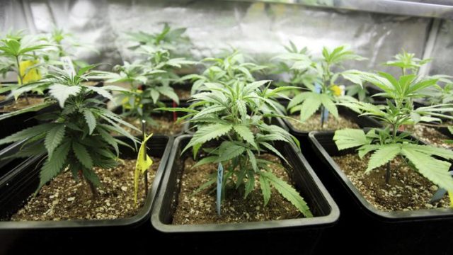 Marijuana coltivata in un’azienda agricola: più di 170 chili di droga sequestrata e 2 arresti