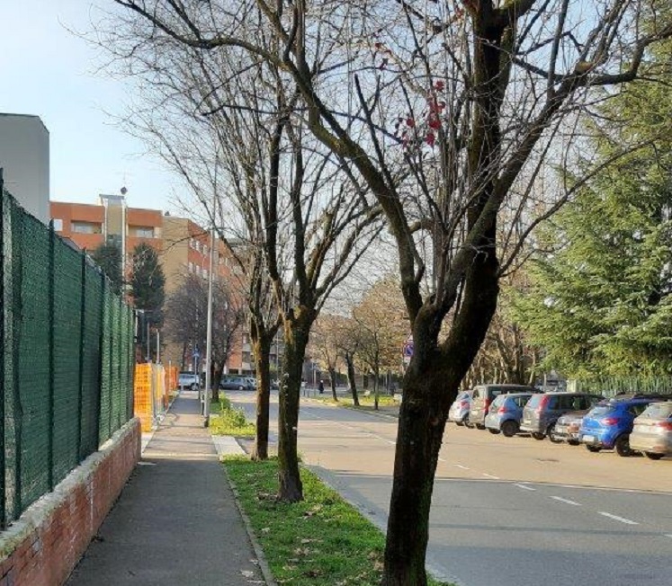 Via Cornagera, peri da frutto al posto delle piante malate