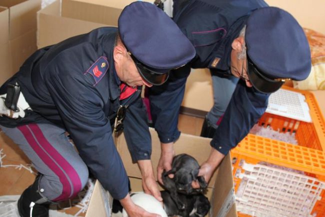 «Io, perseguitato dagli animalisti». Parla l’allevatore a 8 anni dal sequestro