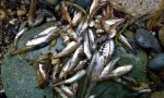 50 mila pesci morti nel Serio in secca. Ad Alzano si protesta insieme a Mino Patelli