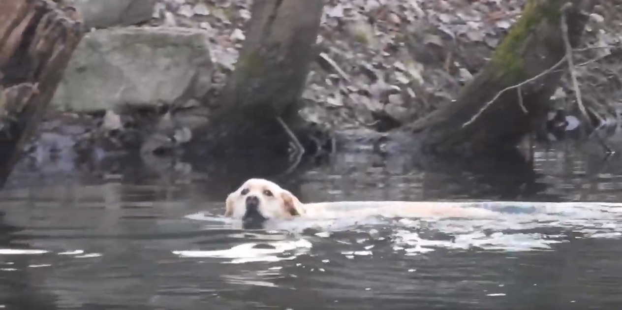 Il video del cane che fregava il pane alle anatre