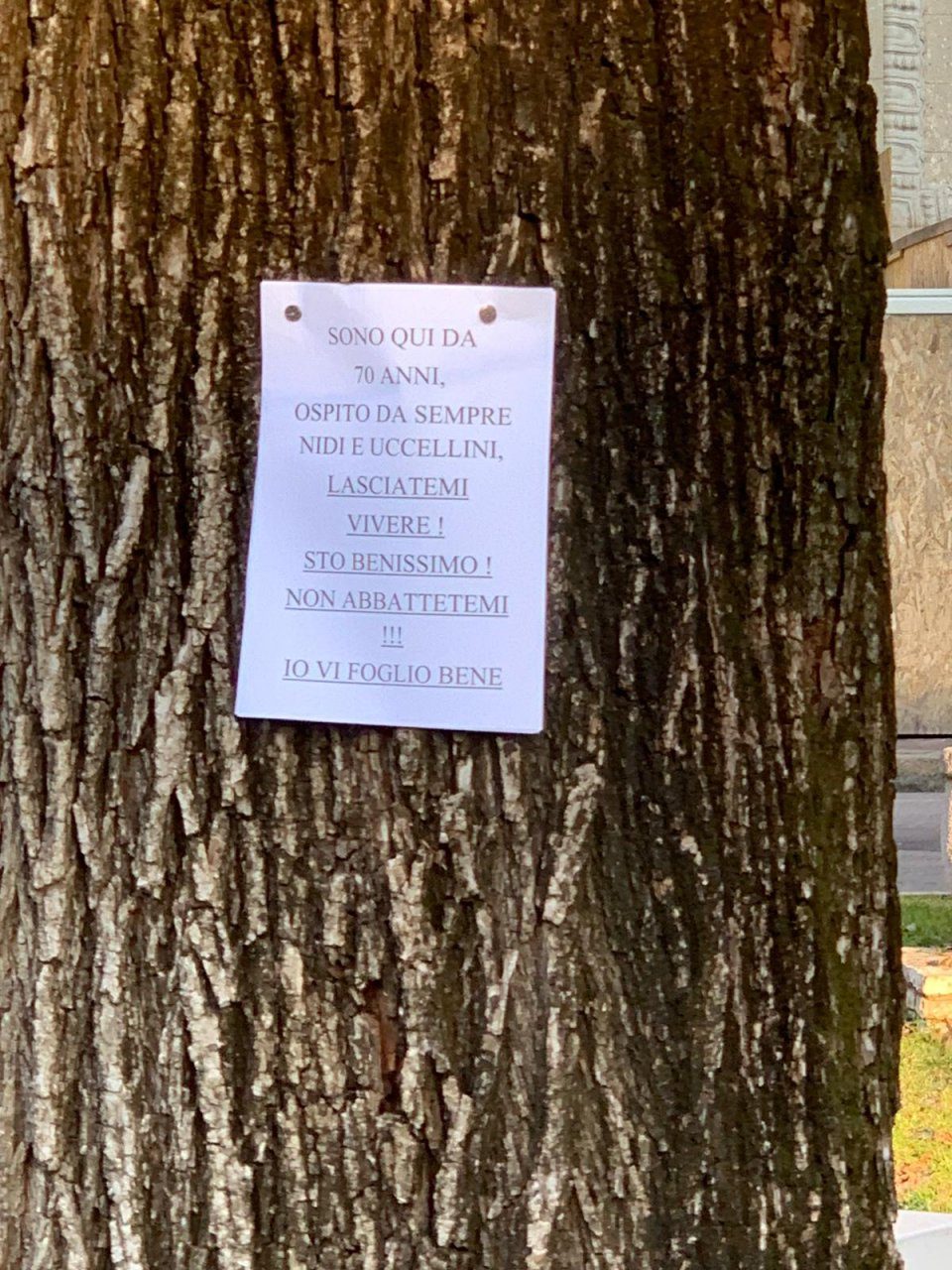 Il grido di aiuto ai cittadini delle piante di Piazza Dante, che adesso parlano anche