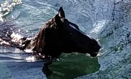 Cavallo cade in un canale a Casnigo dopo la fuga dal maneggio: salvato dai Vigili del Fuoco