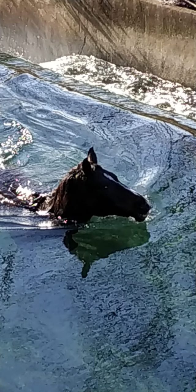 Cavallo cade in un canale a Casnigo dopo la fuga dal maneggio: salvato dai Vigili del Fuoco