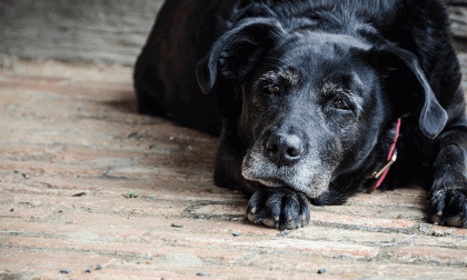 Cremazione del cane: come avviene e tutto quello che si deve sapere
