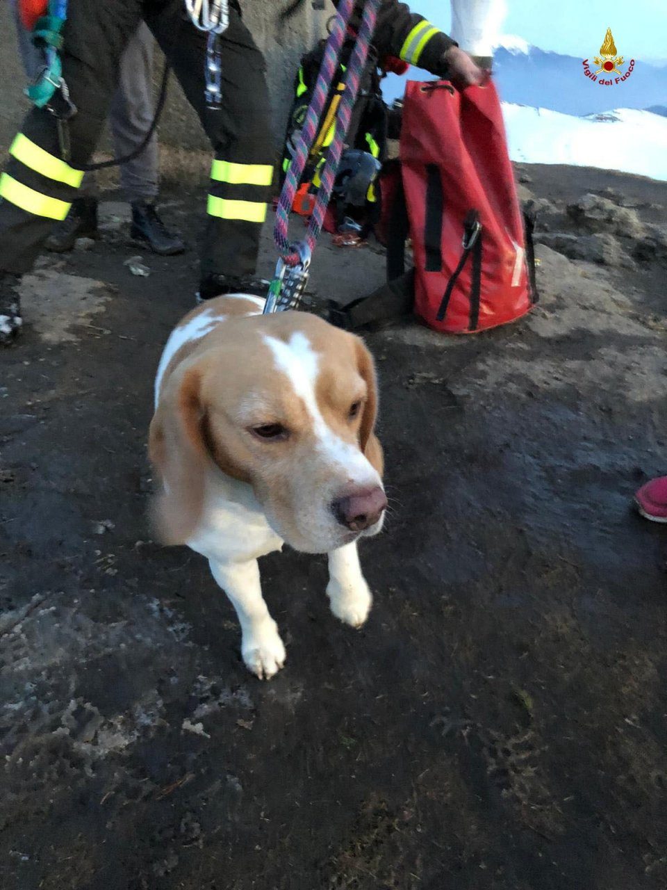 Il cane Thor scivola per 100 metri sul Pizzo Formico. Salvato dai Vigili del Fuoco