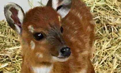 Fiocco rosa a Le Cornelle: una nuova “Bambi” (ma è un’antilope)