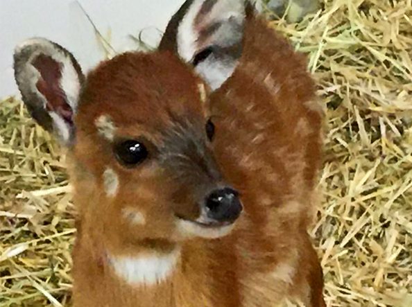 Fiocco rosa a Le Cornelle: una nuova “Bambi” (ma è un’antilope)