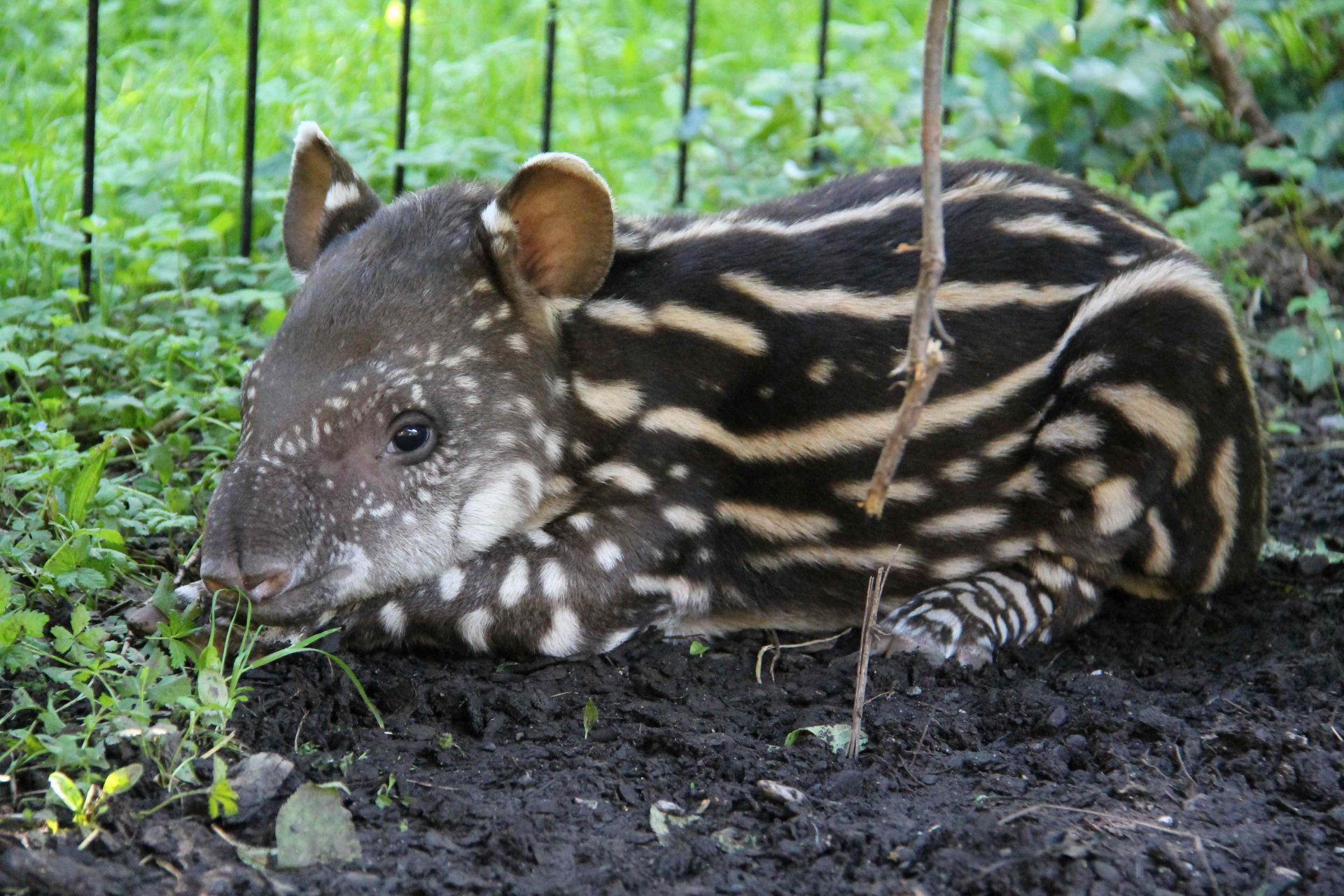 ParcoLeCornelle_Tapiro