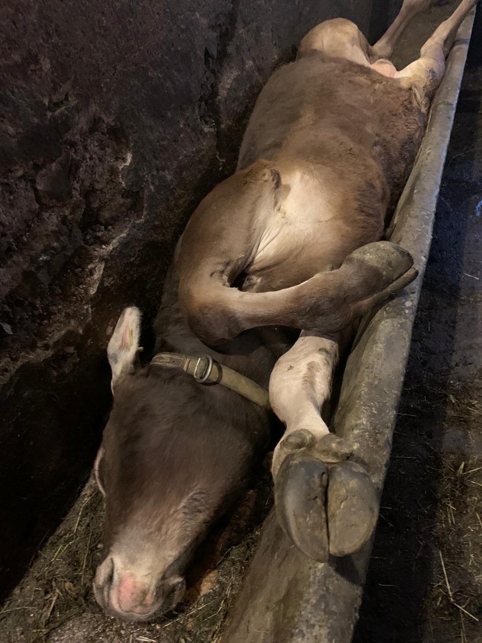 Mucca si ribalta nella mangiatoia e resta incastrata. La salvano i Vigili del Fuoco