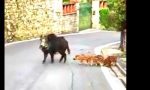 La bufala della famiglia di cinghiali in Città Alta (il video è virale su social e WhatsApp)