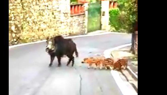 La bufala della famiglia di cinghiali in Città Alta (il video è virale su social e WhatsApp)