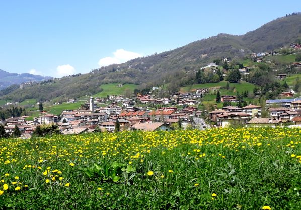 Cazzano cicoria