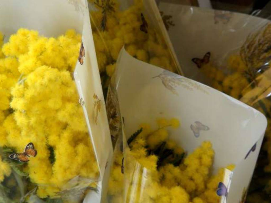 Mercato dello stadio: gli ambulanti non alimentari (a banchi chiusi) regalano mimose