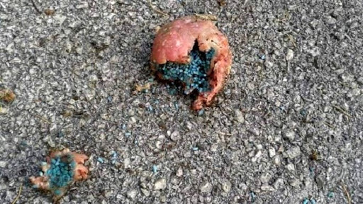 Proprietari di cani, fate attenzione: trovate polpette avvelenate a Boccaleone