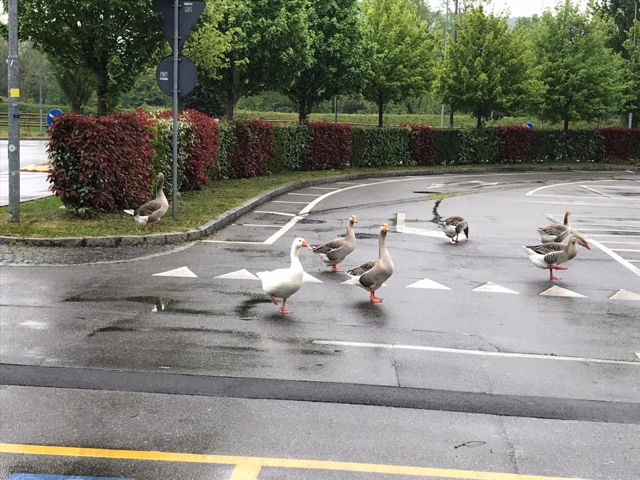 Le oche di Alzano si concedono un giro fuori casa (pure a loro sta stretta la quarantena)