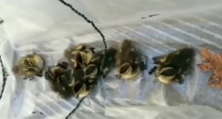 Salva sette anatroccoli da un tombino il giorno di Pasqua