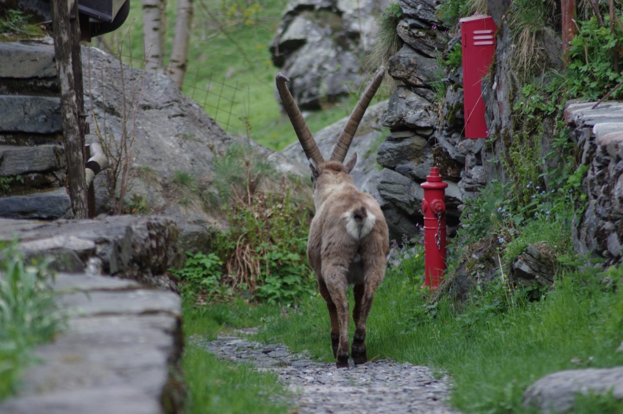 Le stupende foto delle nostri valli dopo due mesi passati senza escursionisti