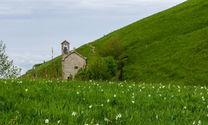 Il meraviglioso tappeto di narcisi sul sentiero che porta alla vetta del monte Linzone