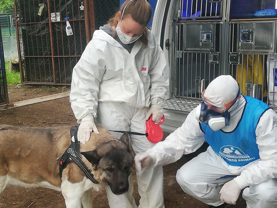 E agli animali dei pazienti Covid o dei morti chi ci pensa? Per fortuna c’è la Leidaa