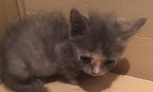 Gattini abbandonati (uno in un cartone della pizza): due salvataggi in poche ore