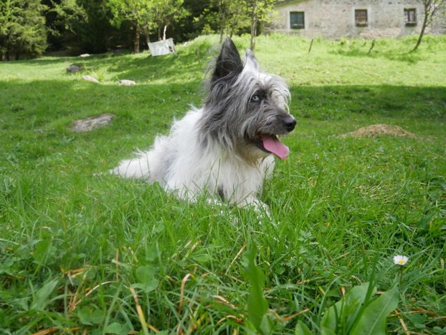 «Ha riaperto tutto: perché le aree cani restano chiuse?»