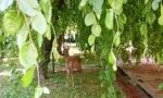 La natura si riprende la città: daino a spasso nel giardino di un condominio