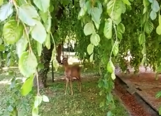 La natura si riprende la città: daino a spasso nel giardino di un condominio