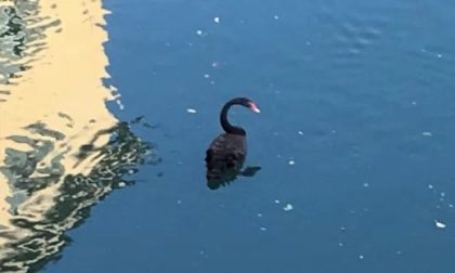 «Non portateci via il cigno nero del Brembo». L'appello di Fabio a Ponte San Pietro