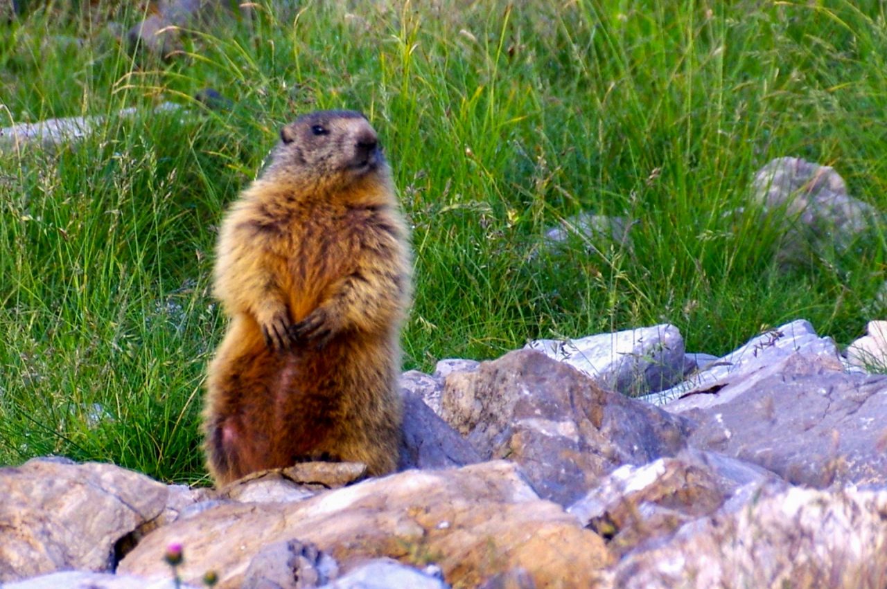 Alla scoperta della “capanne orobiche”: la natura domina al Rifugio Capanna 2000