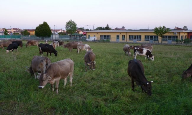 Risparmiare sulla manutenzione del verde? A Cavernago l’erba la tagliano… le mucche