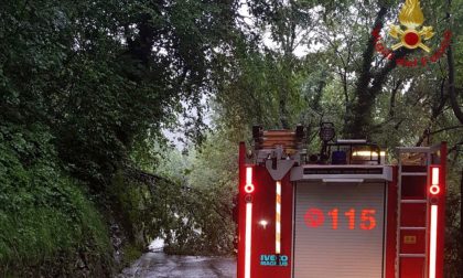 Nembro, albero cade sulla strada per Selvino. Sul posto i vigili del fuoco