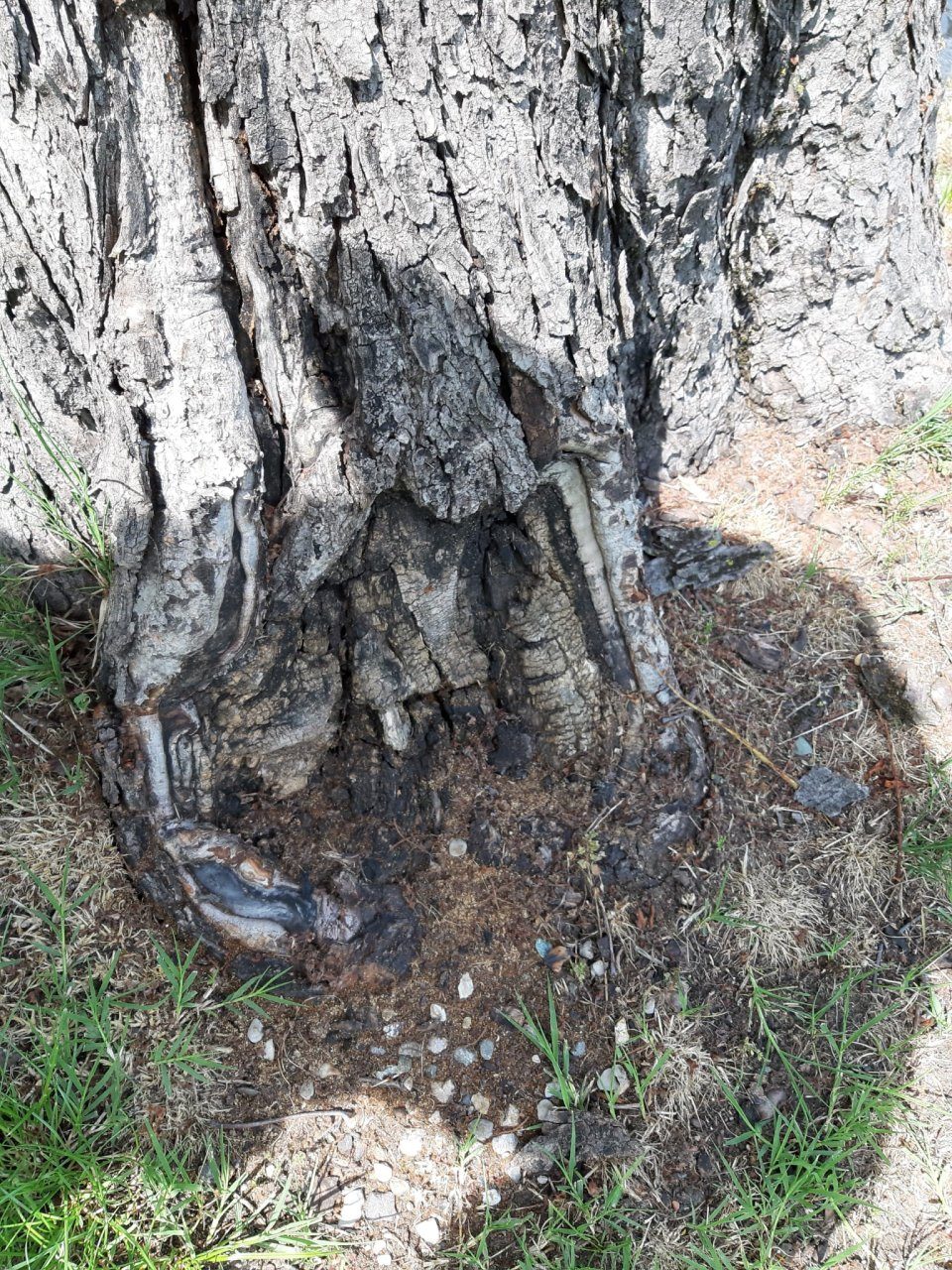 Alberi malati lungo le Mura: il Comune abbatte tre ippocastani «a rischio cedimento»
