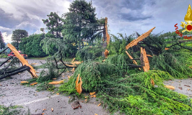 Fulmine colpisce un albero di 20 metri: la pianta esplode