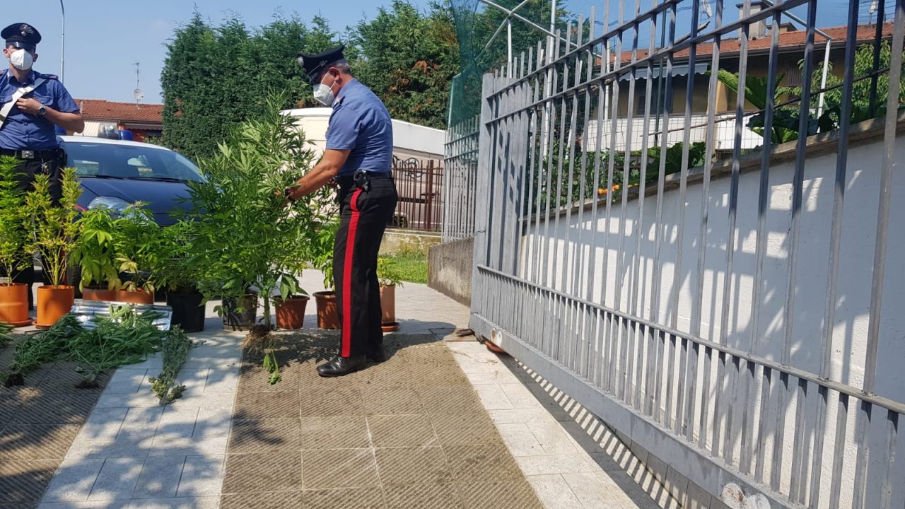 A 61 anni coltivava cannabis in una serra in casa: denunciato un pregiudicato di Verdellino