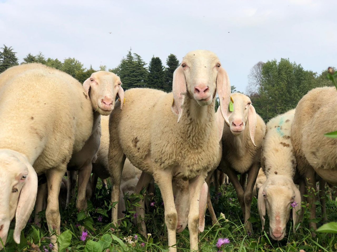 Il video delle pecore che invadono il centro di Ardesio (è tempo di transumanza)