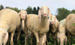 Il video delle pecore che invadono il centro di Ardesio (è tempo di transumanza)