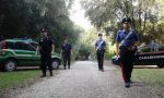 Controllo in un'azienda edile di Parre: trovate due mucche con i vitelli nel capannone