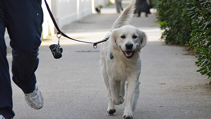Uomo esce di casa col cane senza mascherina. Insultato e minacciato da una coppia