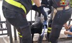 Cane resta incastrato in una staccionata in Città Alta: salvato dai vigili del fuoco