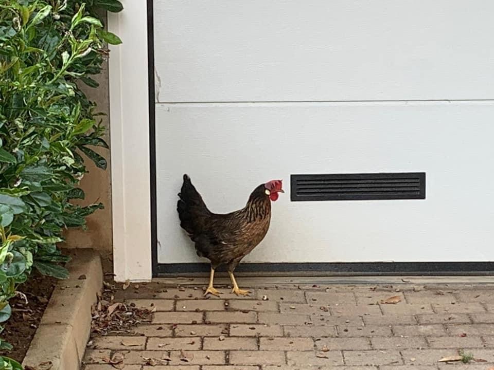 Ma chi c’è in giro per Treviolo? La gallina in fuga, i pulcini e la loro storia