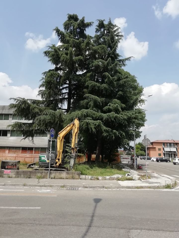 Abbattuti gli splendidi cedri di via Verdi a Dalmine. E la polemica divampa