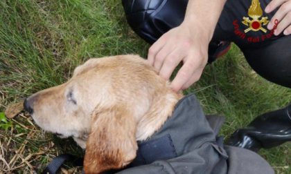 Antegnate, cane scappa e finisce in un canale: salvato dai Vigili del fuoco