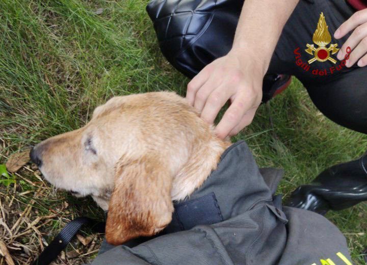 Antegnate, cane scappa e finisce in un canale: salvato dai Vigili del fuoco